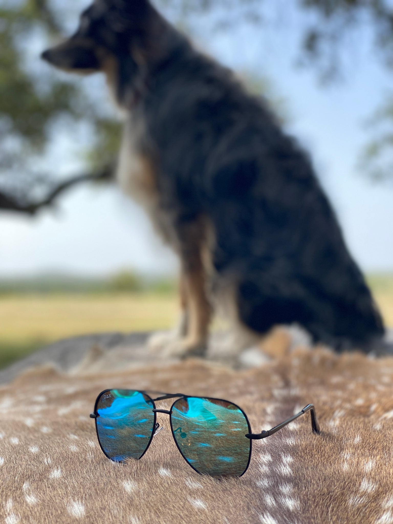 Classic Aviator Dax Sunnies (Blue)
